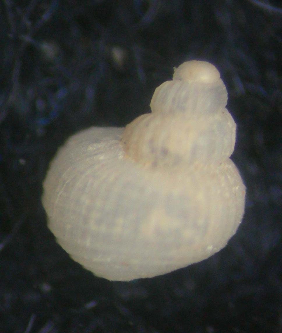 alvania subsoluta M